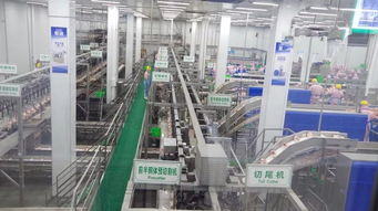 肉雞屠宰加工主要技術參數分析及技術服務